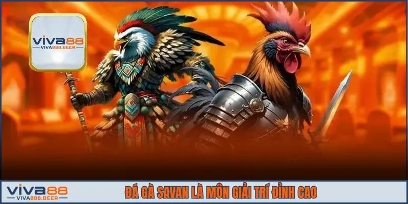 Đá gà Savan là môn giải trí đỉnh cao