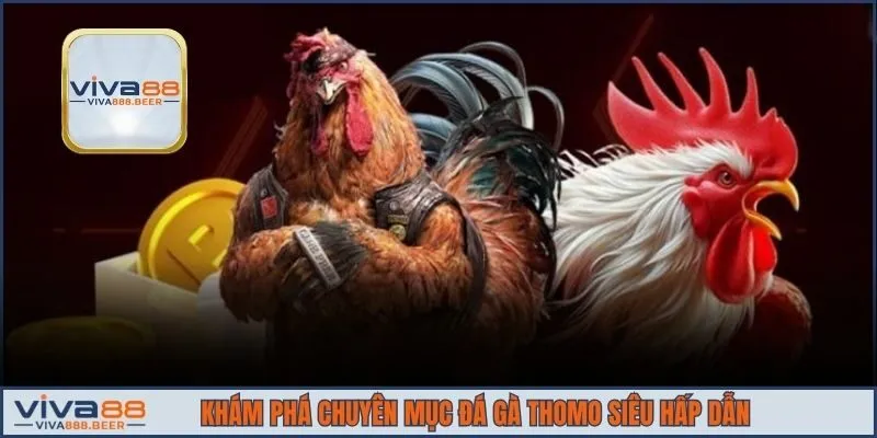 Khám phá chuyên mục đá gà Thomo siêu hấp dẫn