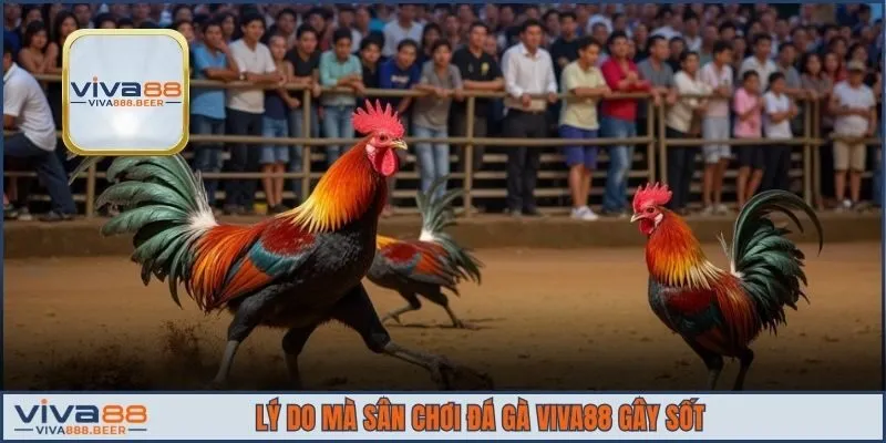 Lý do mà sân chơi đá gà VIVA88 gây sốt