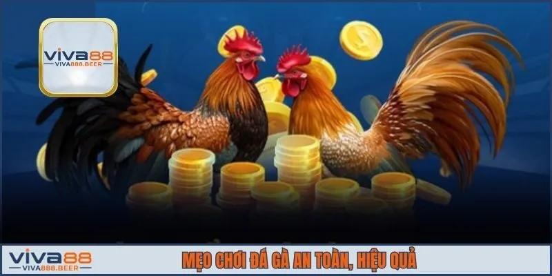 Mẹo chơi đá gà an toàn, hiệu quả